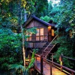Jungle Luxe Sarang